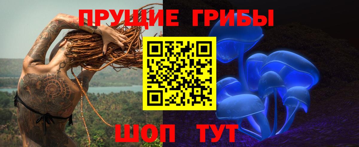 Пугачёв  Галлюциногенные грибы Psilocybine cubensis  Вход с VPN 